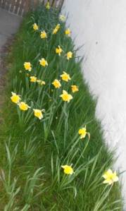 Daffodils (late March 2012)